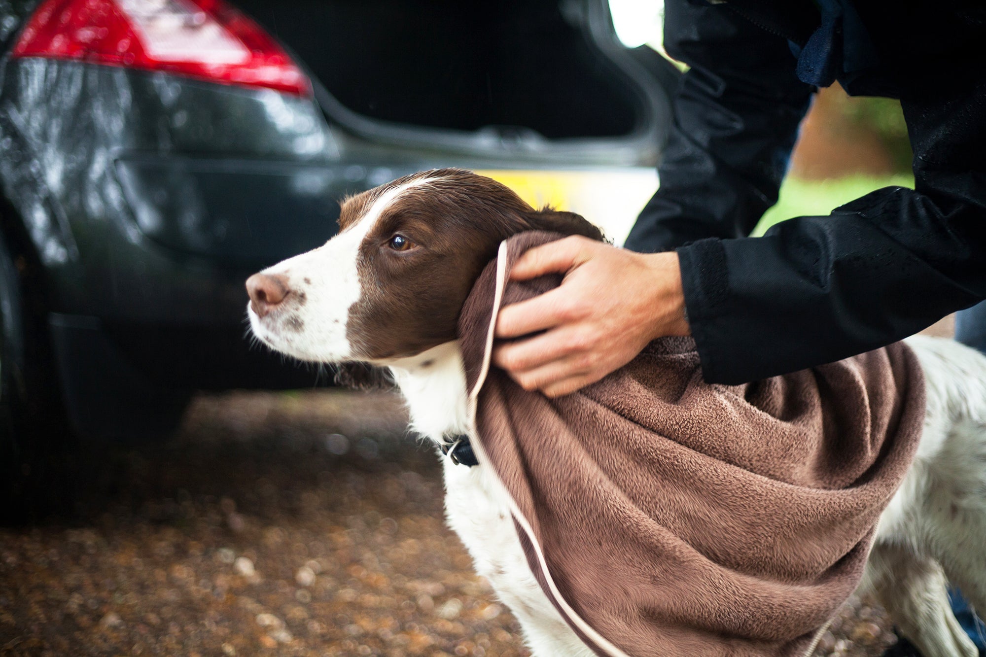 Pet Grooming Pet Drying Towels and Bathing Mitts ECloth Inc